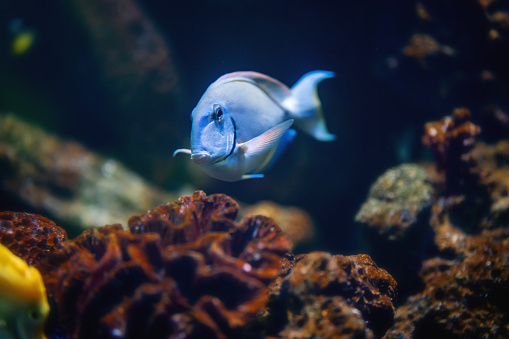 Ocean Surgeon (Acanthurus bahianus) - Marine Fish