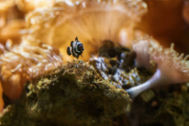 Black Ocellaris Clownfish(Amphiprion ocellaris) - Marine Fish