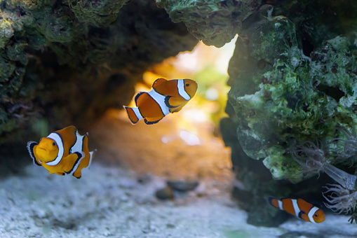 Ocellaris Clownfish (Amphiprion ocellaris) - Marine Fish