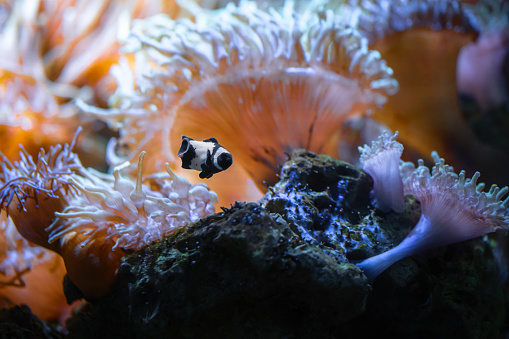 Black Ocellaris Clownfish(Amphiprion ocellaris) - Marine Fish