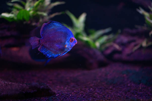 Blue Discus (Symphysodon aequifasciatus) - Freshwater Fish Blue Discus (Symphysodon aequifasciatus) - Freshwater Fish symphysodon aequifasciatus stock pictures, royalty-free photos & images