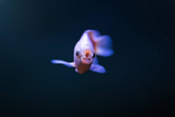 Kissing Gourami (Helostoma Temminckii) - Freshwater Fish