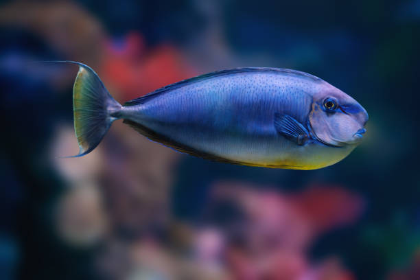 istock Orange Spine Surgeonfish (Naso lituratus) - Marine Fish 2055311770