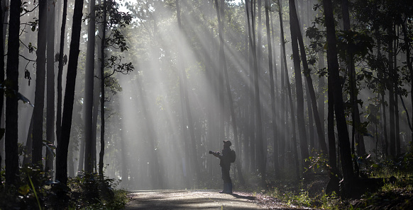 Photographer is taking photo while exploring in pine forest for with strong ray of sun light inside the misty pine forest for photography and silhouette photo