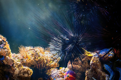 Porcupine Sea Urchin (Diadema setosum)