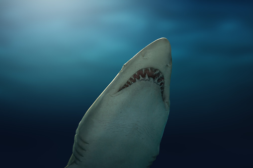Sand Tiger Shark (Carcharias taurus)