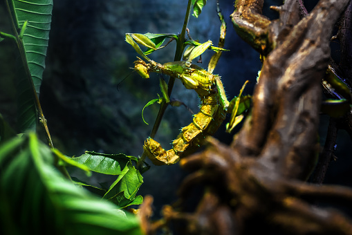 Giant Prickly Stick Insect (Extatosoma tiaratum) or Macleay's Spectre