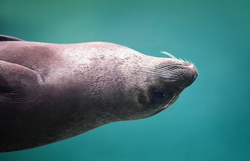 Harbor Seal diving underwater (Phoca vitulina) or Common Seal