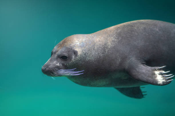 istock Harbor Seal diving underwater (Phoca vitulina) or Common Seal 2055319155