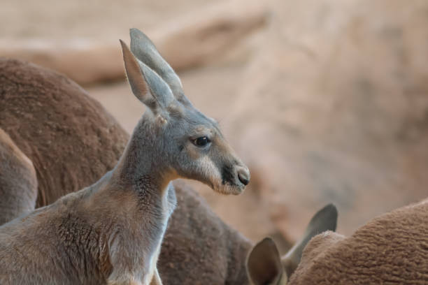 istock Young Red Kangaroo (Osphranter rufus) - Australian Marsupial 2055319165