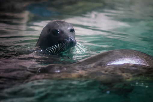 Harbor Seal (Phoca vitulina) or Common Seal