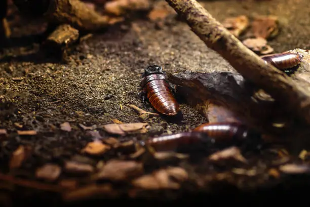 Photo of Madagascar Hissing Cockroach (Gromphadorhina portentosa)