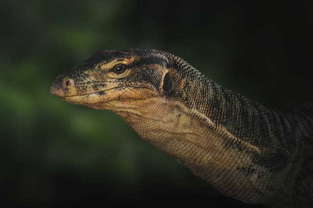 istock Asian Water Monitor lizard (Varanus salvator) 2055319695