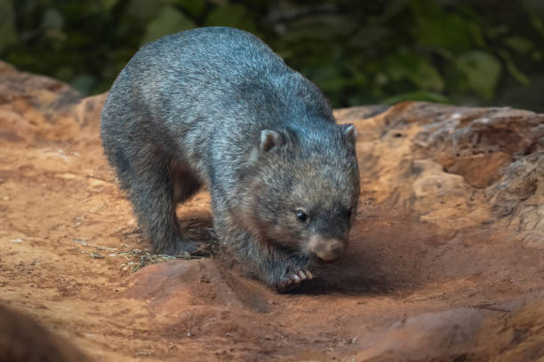 In a peaceful forest clearing, a wombat (Vombatus ursinus) rests atop scattered rocks, with its compact body and round face