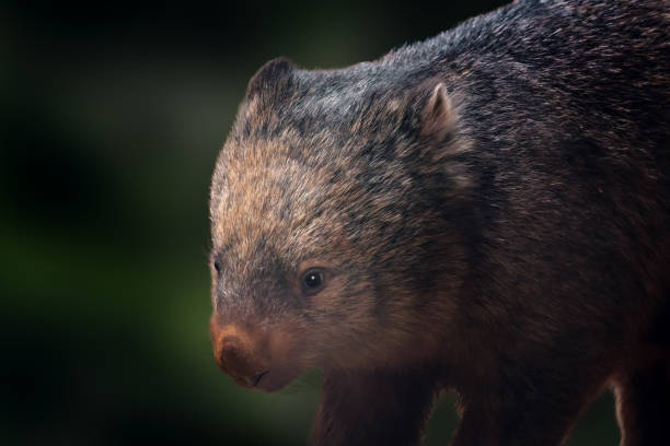 Common Wombat (Vombatus ursinus) - Australian Marsupial