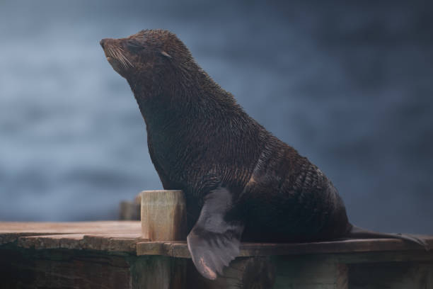 South American Fur Seal (Arctocephalus australis)