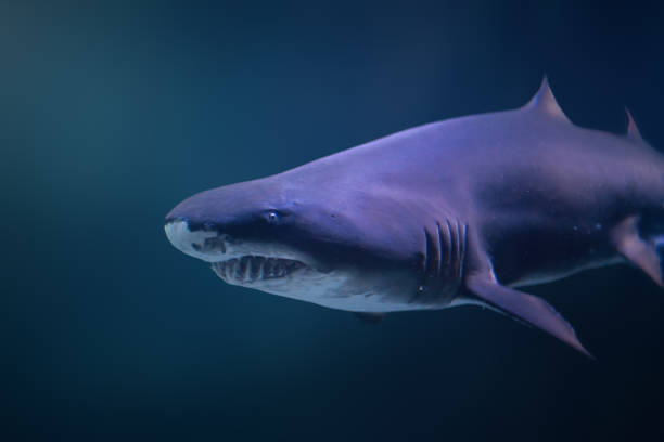 sand tiger shark (carcharias taurus) - sand tiger shark stock-fotos und bilder