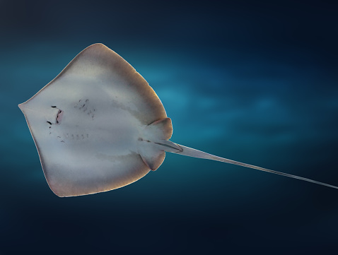 Southern Stingray (Hypanus americanus) underwater