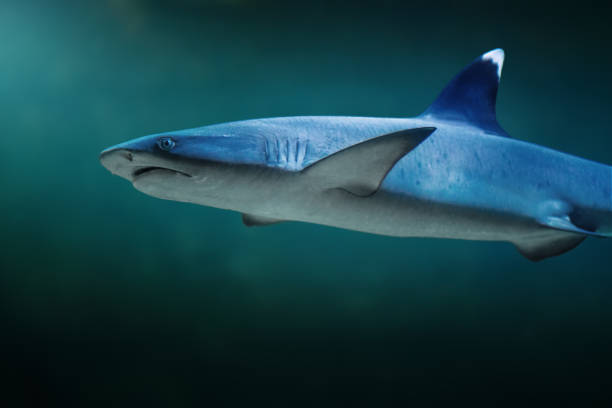 whitetip reef shark (triaenodon obesus) - requiem shark imagens e fotografias de stock