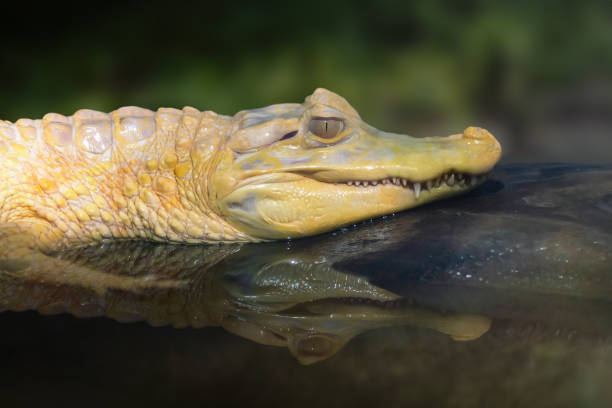 istock Albino Yacare Caiman (Caiman yacare) - white caiman 2055322017