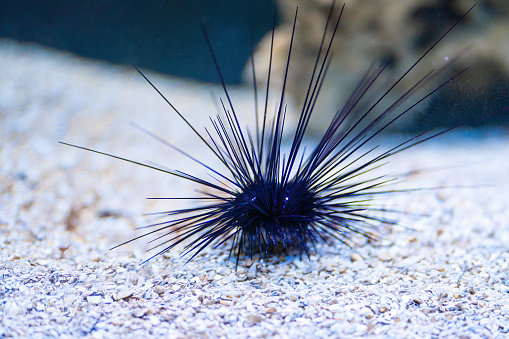 Porcupine Sea Urchin (Diadema setosum)