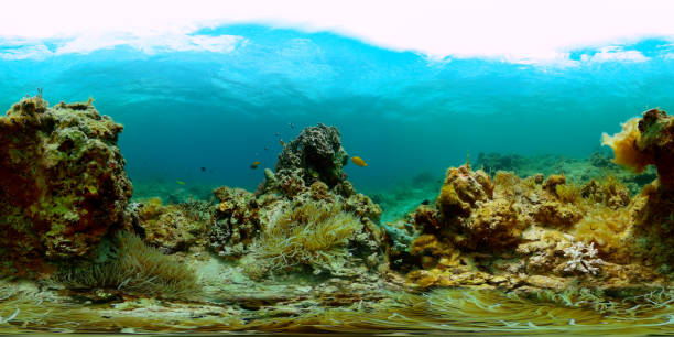 istock Tropical fish and coral reefs. 2055339482