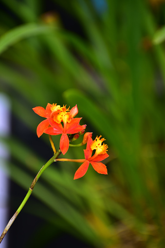 Close-up of fire-star orchid in the garden. Orange fire-star orchid flower in rural. Flower and plant.