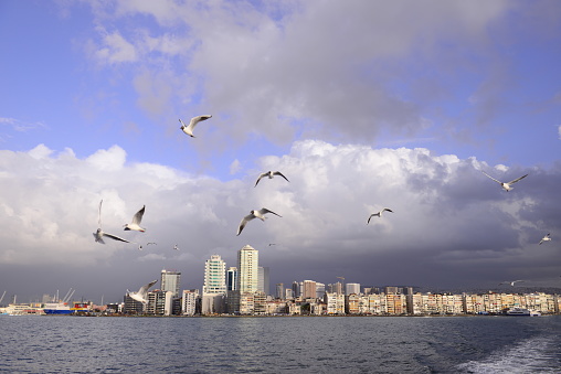 seagulls flying over the sea- cityscape in the background