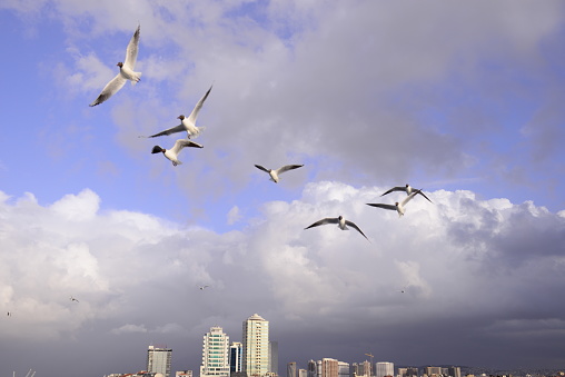 Close-up of a seagull flying on blue sky background. Animals, birds, freedom and loneliness concepts.