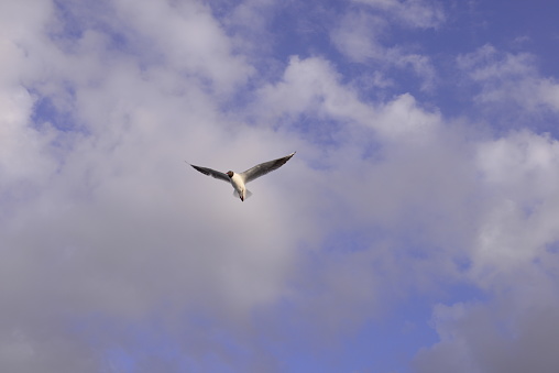 This is a photograph of a seagull flying in the blue sky with some clouds.