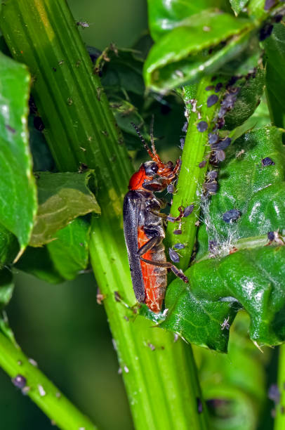istock Cantharis livida or Flower soft beetle sits on a plant 2055384166