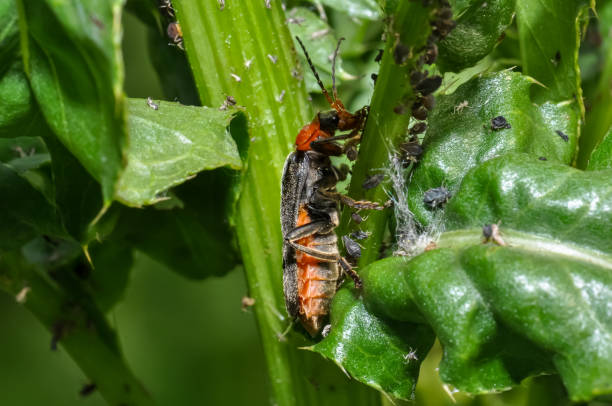 istock Cantharis livida or Flower soft beetle sits on a plant 2055384168