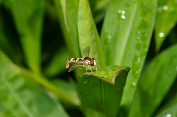 Episyrphus balteatus sitting on a green leaf