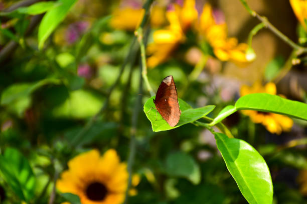 Close-up of orange butterflies in summer garden.