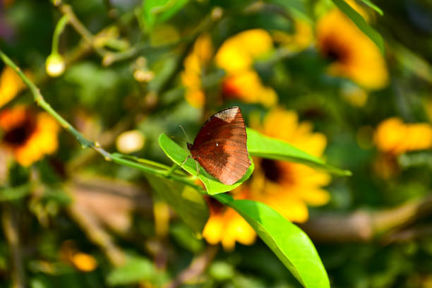 istock A common palmfly on the green leaf in sunflower field. 2055384730