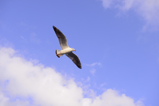 seagull flying in the cloudy sky