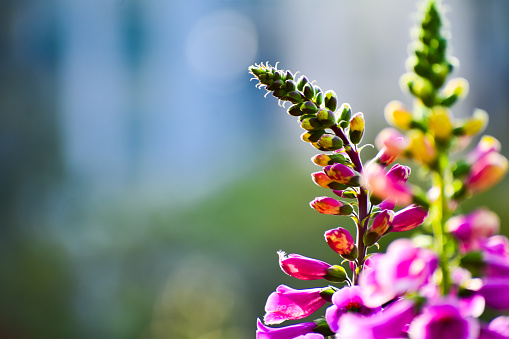 Extreme close-up of clover flowers