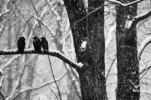 American crows in late-winter/early spring snowstorm, on sugar maple tree in the New England woods. Black and white.