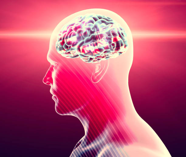 Realistic 3D Render of Human Nervous System