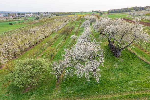 istock Cherry blossom in Rheingau/Germany 2055438108