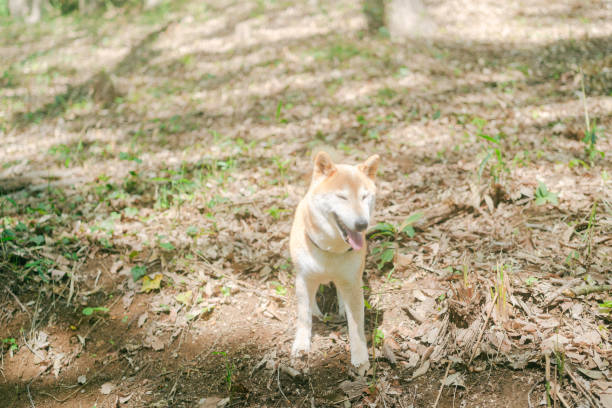 Beautiful forest scenery in Saitama