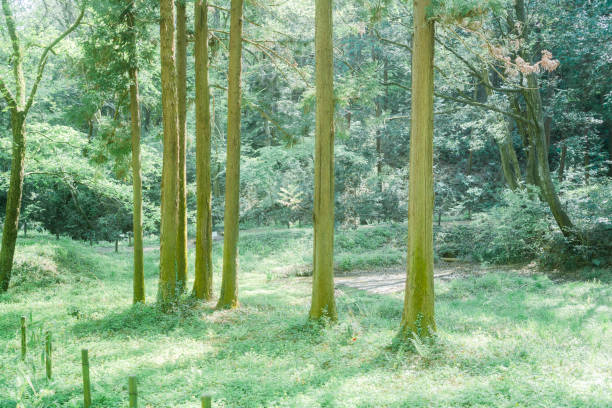 Beautiful forest scenery in Saitama