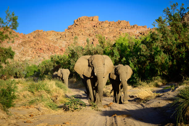 Desert adapated elephants in the Ugab river bed in the Damaraland