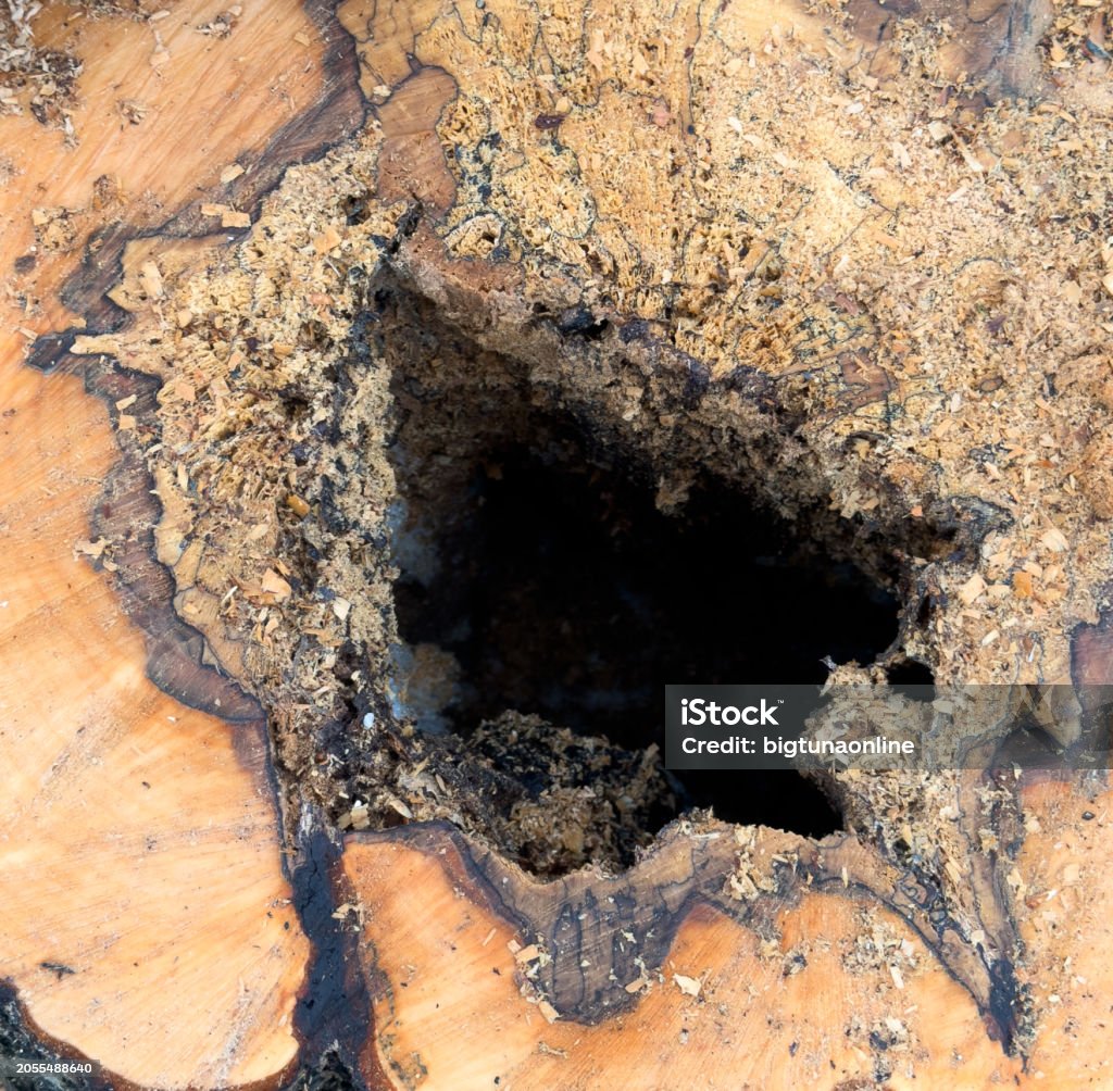 Old Rotten Tree Stump Texture Background Decayed Rotten Hole In An Old ...