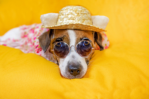 funny dog Jack Russell terrier wearing glasses and a straw hat lies on a yellow background. holidays with animals