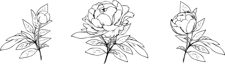 Peony flowers drawn with a pen