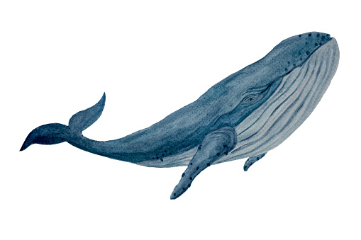 Watercolor high quality hand-drawn blue whale isolated on white. High quality monochromatic illustration for notebooks, posters, wallpaper, tote bags, cards, eco, tourism, room decor and design.
