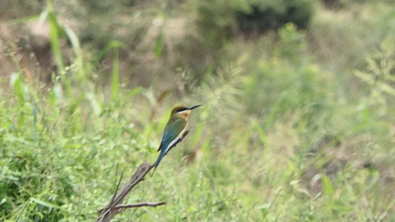 Blue-tailed bee-eater bird perching on branch in wetland.