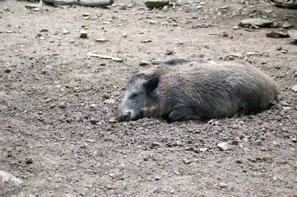 mud covered warthog in the Yala National Wildlife Reserve