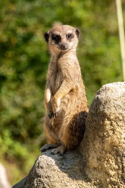 Photo of A meerkat guarding his family from a rock